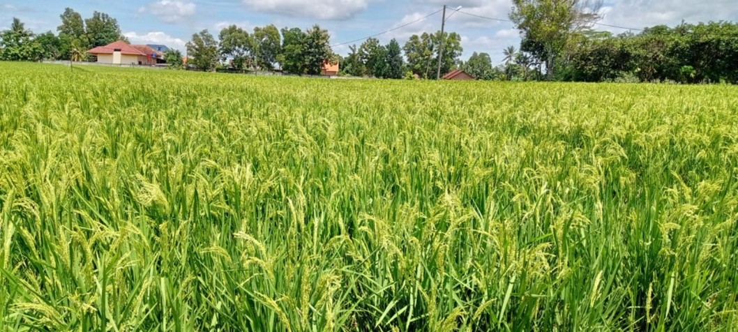 INPAGO 12 AGRITAN UNTUK LAHAN KERING MASAM 