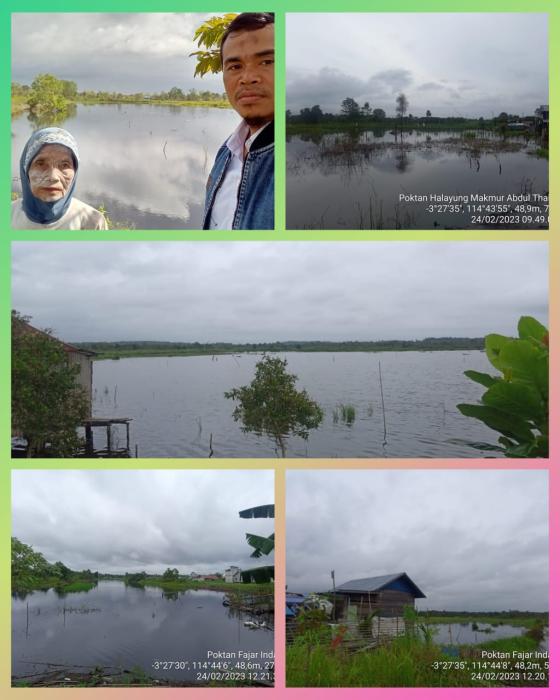 Terendamnya Lahan Persawahan Di Kecamatan Liang Anggang