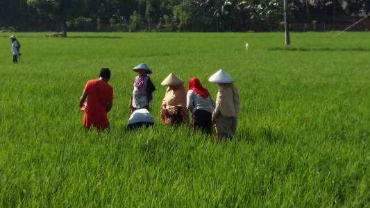 Pengamatan Hama Penyakit Tanaman Padi (sampling Dan Pendugaan Lahan)