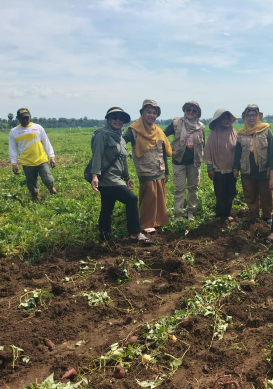 Budidaya Tanaman Ubi Jalar