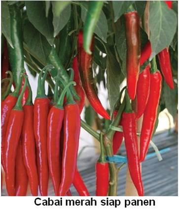 VARIETAS CABAI UNTUK PERUSAHAAN PENGOLAH MAKANAN