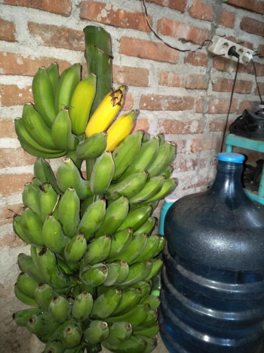 MENGENDALIKAN PENYAKIT LAYU PADA TANAMAN  PISANG