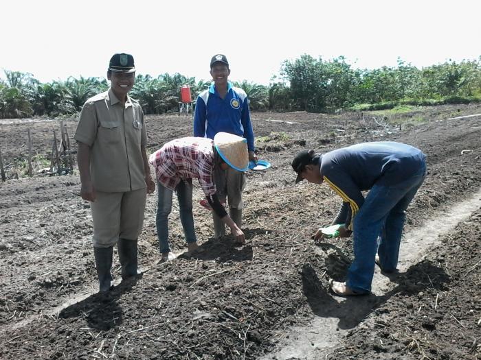 budidaya bawang merah di desa sungai geringging