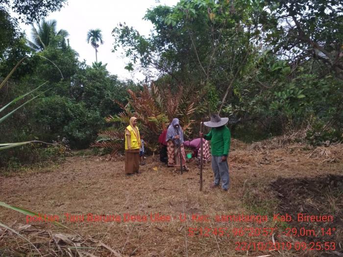 Teknik Penanaman Jagung