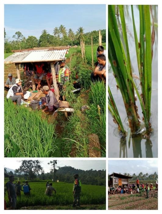 Gerakan Pengendalian OPT Penggerek Batang Padi