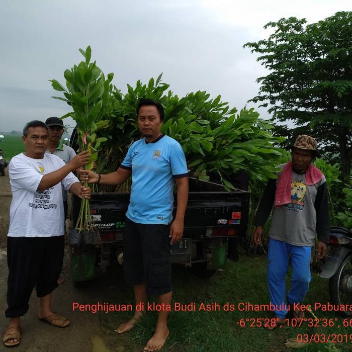 Penghijauan di Kelompok tani Budi Asih Desa Cihambulu