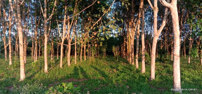   MENINGKATKAN PRODUKSI TANAMAN KARET DENGAN BUDIDAYA TANAMAN KARET  (Hevea brasiliensis) YANG BAIK