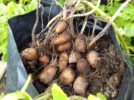 BUDIDAYA KENTANG HITAM DI DALAM POLIBAG (Plectranthus rotundifolius)