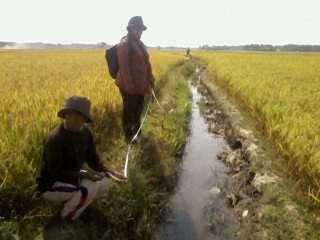 PENGAIRAN BERSELANG PADA TANAMAN PADI