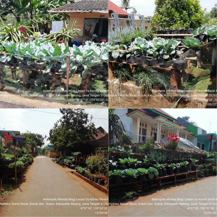 MENANAM SAYUR DI LAHAN PEKARANGAN