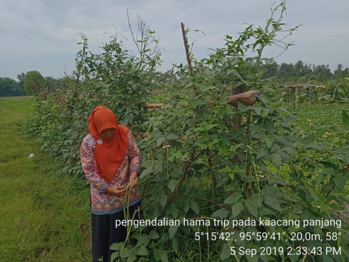 Pengendalian Hama Trips Pada Tanaman Kacang Panjang