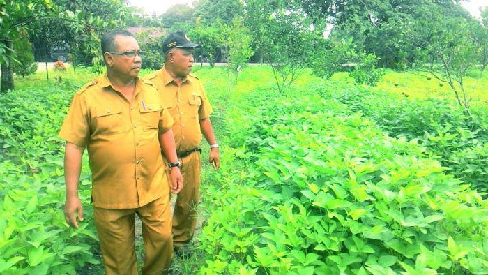 Mengenal Gejala Penyakit Utama Daun Padi