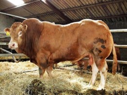 ANTRAKS DAN NGOROK, PENYAKIT MENULAR BERBAHAYA PADA TERNAK RUMINANSIA