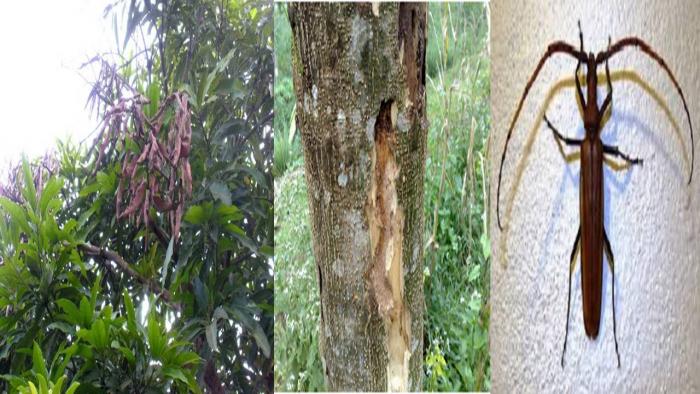 HAMA PENGGEREK BATANG MANGGA DAN CARA PENGENDALIAN