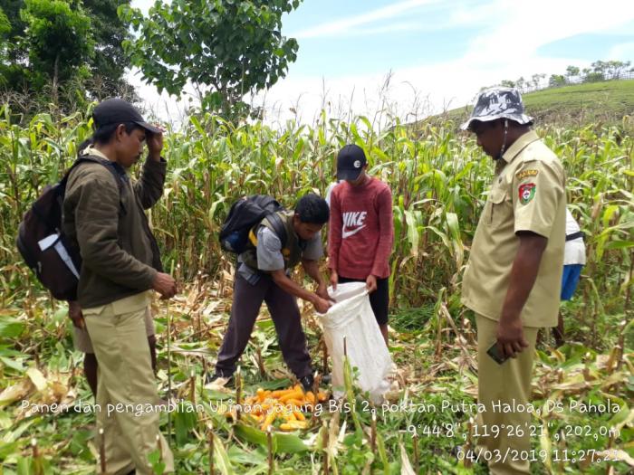 PENGAMBILAN UBINAN  JAGUNG HIBRIDA BERSAMA KELOMPOKTANI  PUTRA HALOA