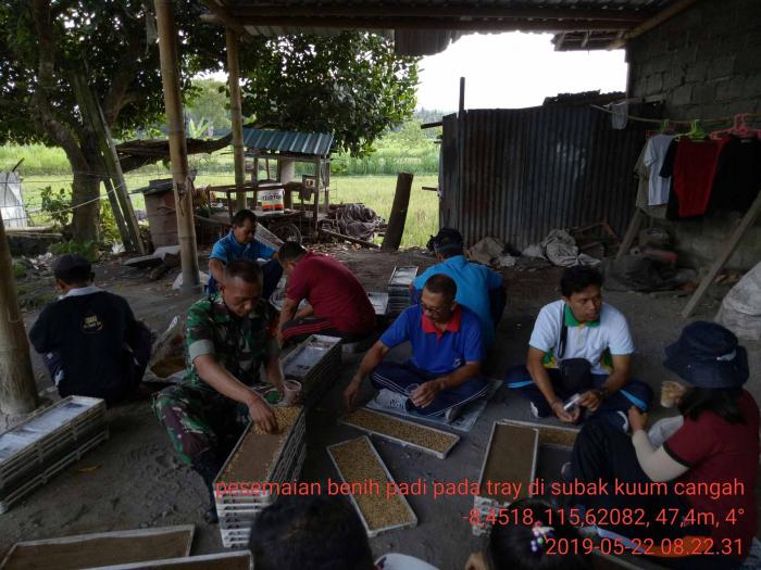 Persemaian Benih Padi dengan Menggunakan Tray di Subak Kuum Cangah