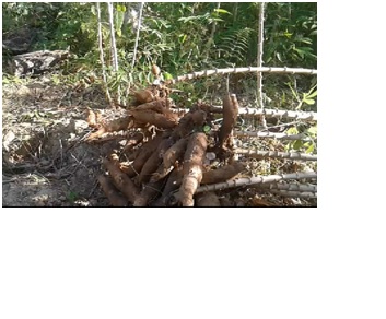 Singkong Bisa Menjadi Salah Satu Solusi menjaga Ketahanan Pangan