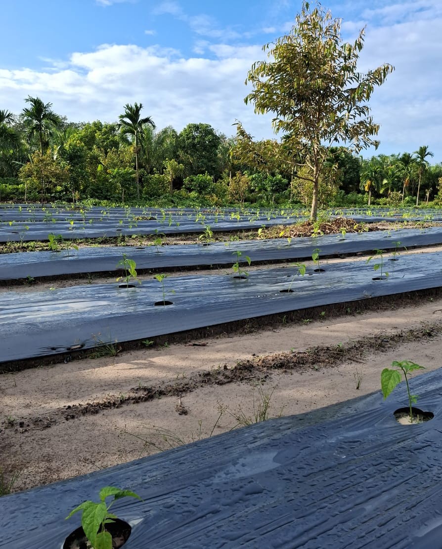PENGOLAHAN LAHAN YANG MAKSIMAL AKAN MENDUKUNG PRODUKTIVITAS PANEN CABE RAWIT