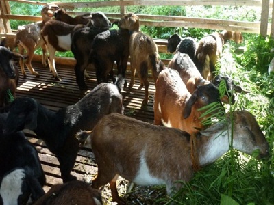 Budidaya Ternak Kambing Di Kecamatan Batanghari Lampung Timur