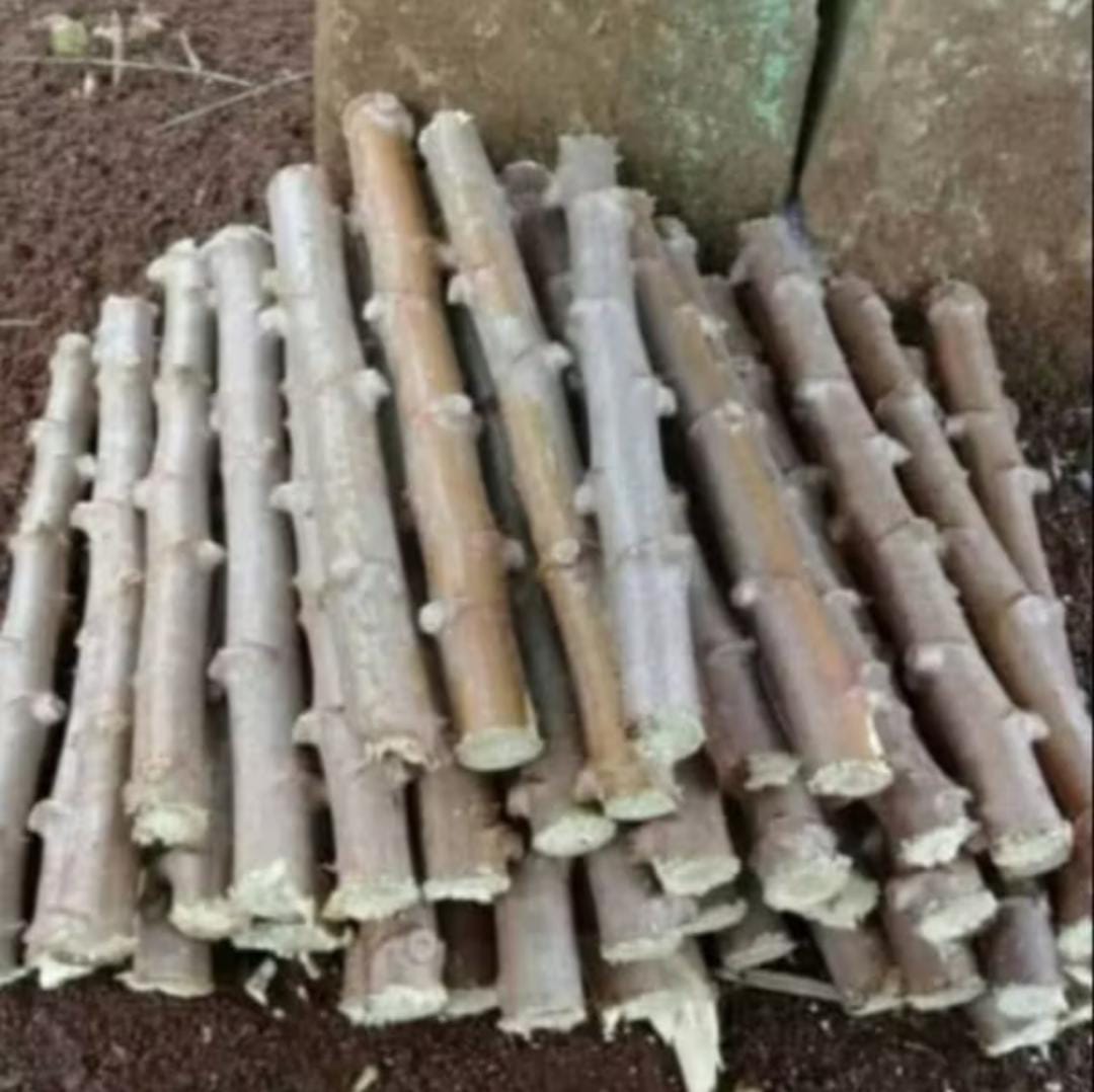 PEMILIHAN STEK UBI KAYU UNTUK MENINGKATKAN HASIL PRODUKSI