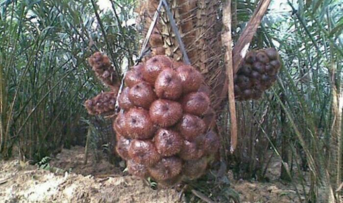 PEMELIHARAAN TANAMAN SALAK PONDOH