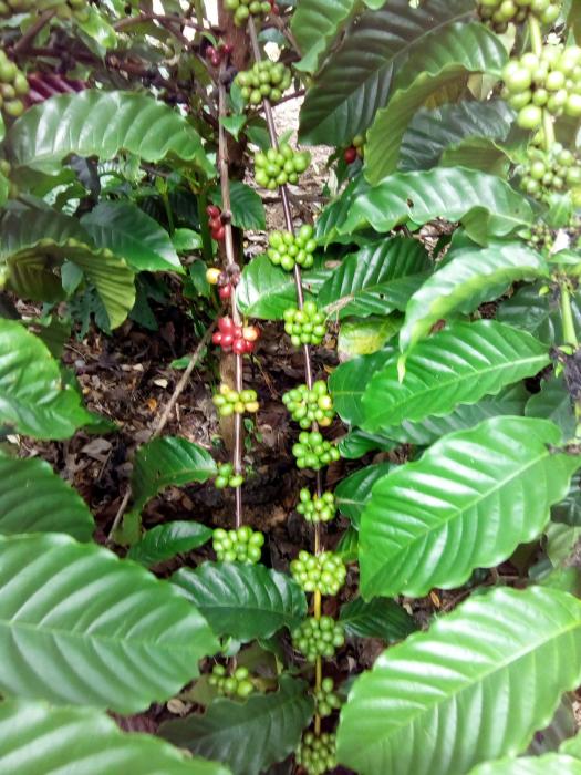 USAHATANI TANAMAN  KOPI YANG DI TANAM DI INDONESIA DAN KEUNGGULANNYA