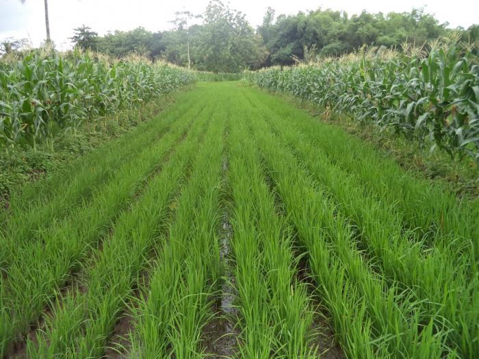 PENANAMAN PADI DI LAHAN KERING DENGAN SYSTEM JAJAR LEGOWO