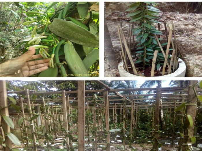 Geliat Emas Hijau di Lereng Menoreh