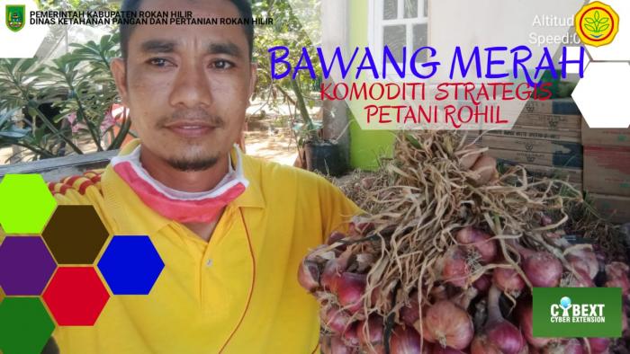 BAWANG MERAH KOMODITI STRATEGIS ROKAN HILIR