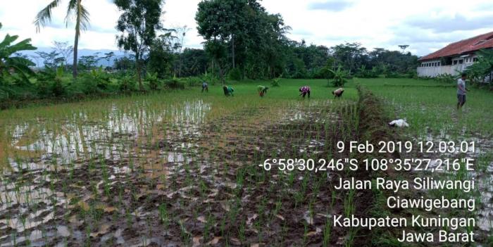 Pengendalian Gulma Pada Tanaman Padi Sawah