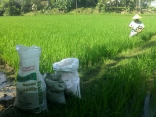 PEMUPUKAN BERIMBANG PADI SAWAH  
