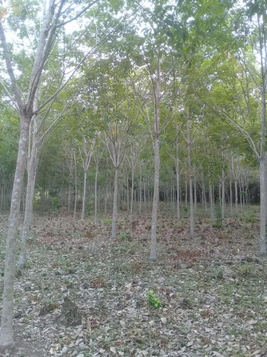 Budidaya Tanaman Karet Desa Payabesar Kecamatan Payaraman 