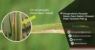 waspada xanthomans sp,Penyakit Tanaman Terkendali Hasil Berlipat
