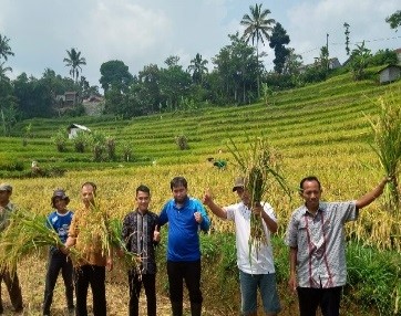 Teknik Panen Dan Pasca Panen Padi