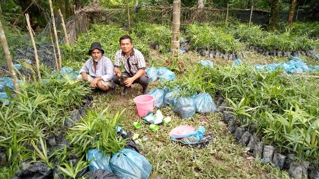 SELEKSI BIBIT JERNANG