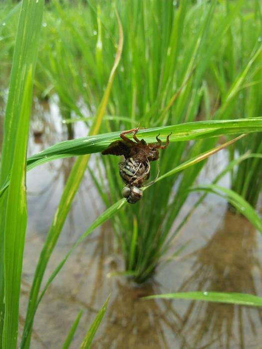 Dragonfly Sang Penjaga Padi Wajib Dijaga