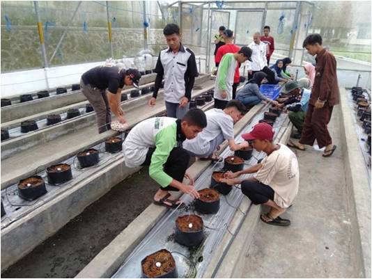 Menghasilkan Kentang G-0 Berkualitas dengan Teknik Irigasi Tetes