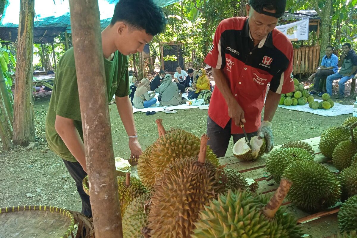Produksi Benih Durian (Durio spp.) secara Sambung Dini SNI 9213:2023