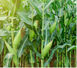 PELARANGAN PEMBUKAAN LAHAN DENGAN CARA MEMBAKAR