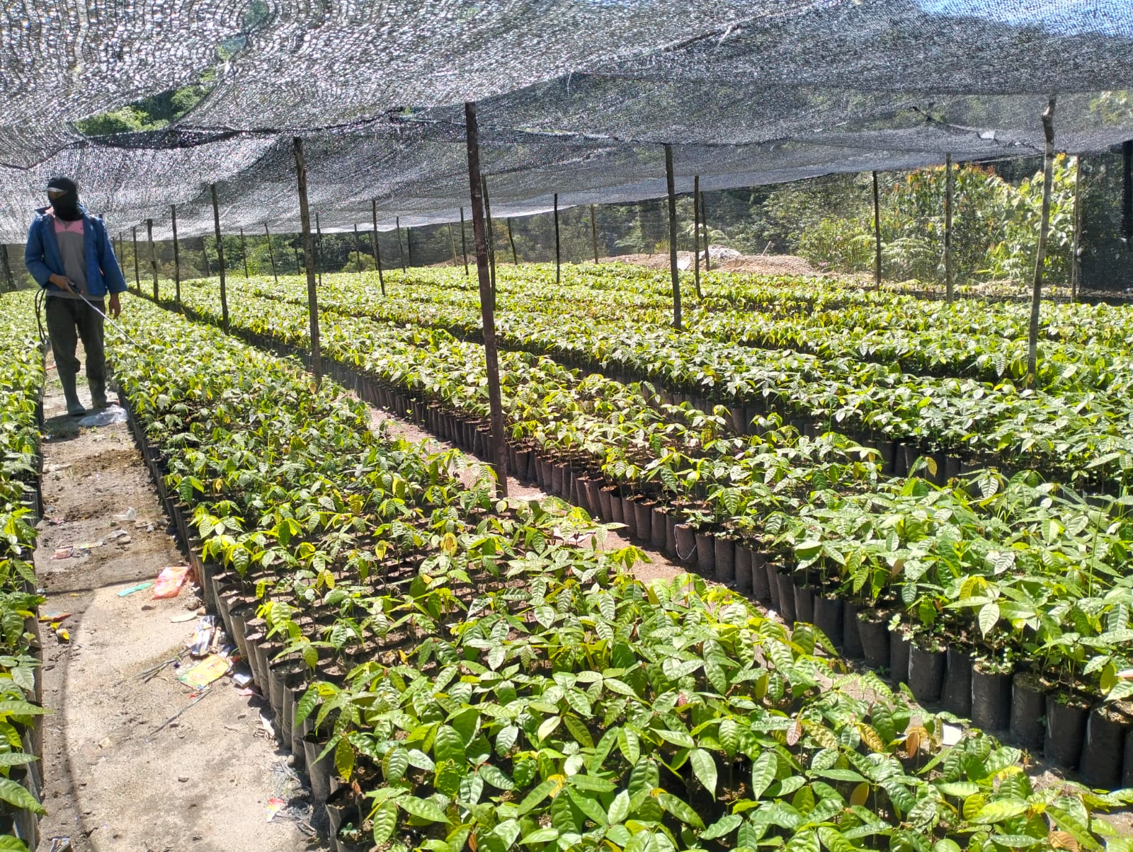 Budidaya Tanaman Kakao