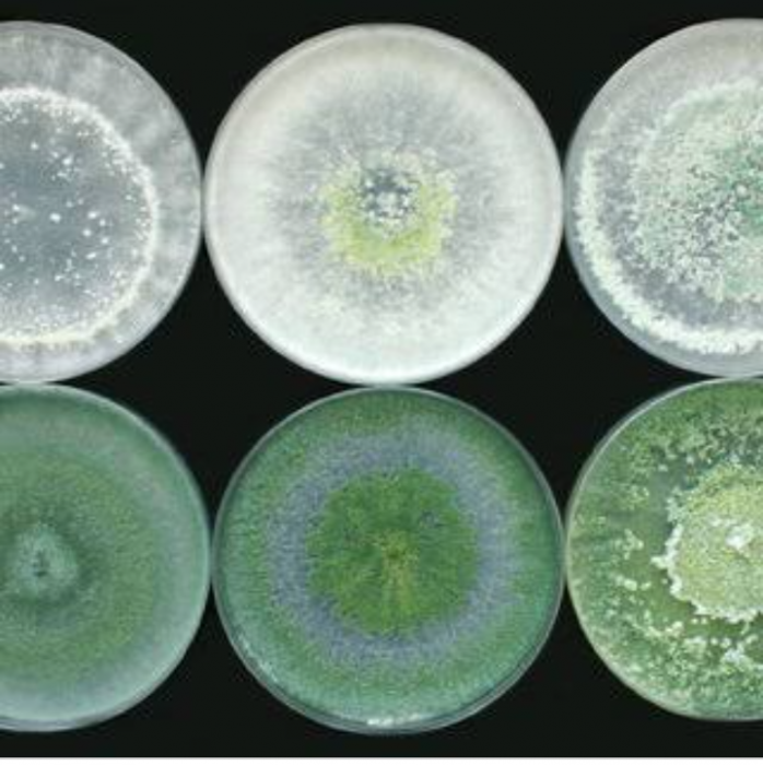 PERBANYAKAN TRICHODERMA
