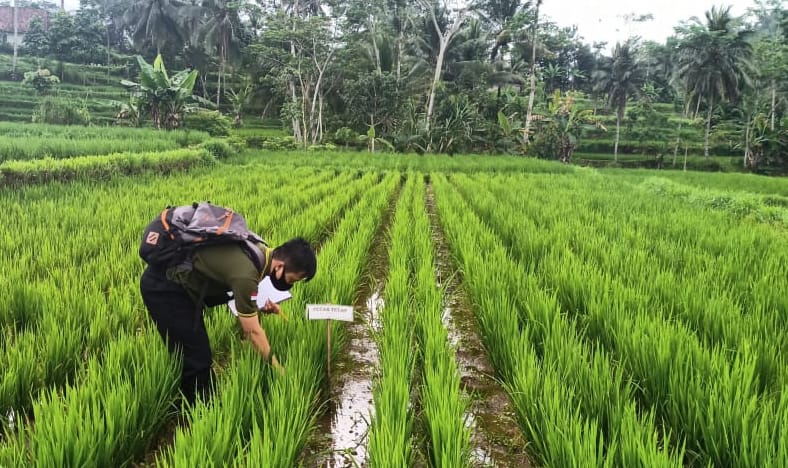 Transformasi Kelembagaan Petani menuju Korporasi Petani dalam Kawasan Pertanian