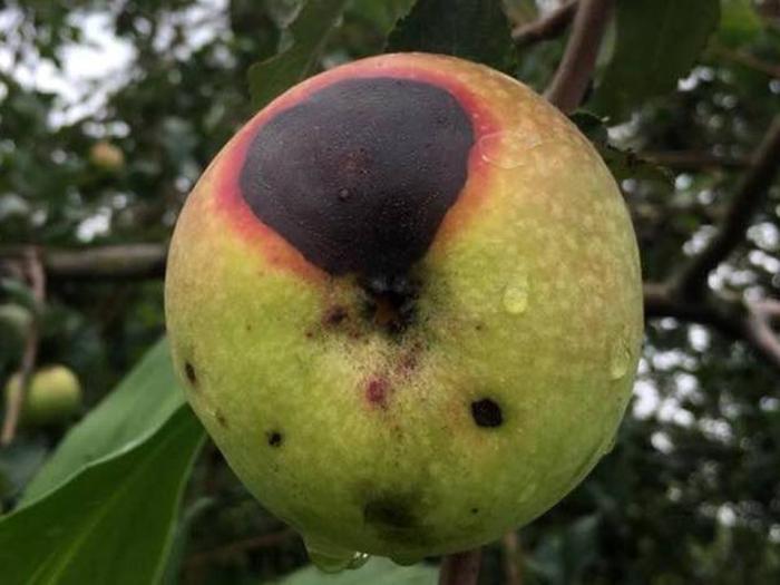 Mengenal Panyakit Busuk Buah Pada Apel