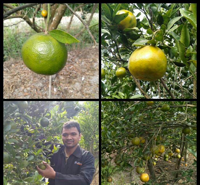 Meningkatkan Mutu Buah Jeruk Keprok (citrus Reticulata) Dengan Pengairan Dan Pemupukan Yang Sesuai Dengan Kondisi Lahan Di Desa Padangan Kec. Ngantru