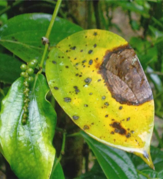 PENGENDALIAN TERPADU PENYAKIT BUSUK PANGKAL BATANG PADA TANAMAN LADA