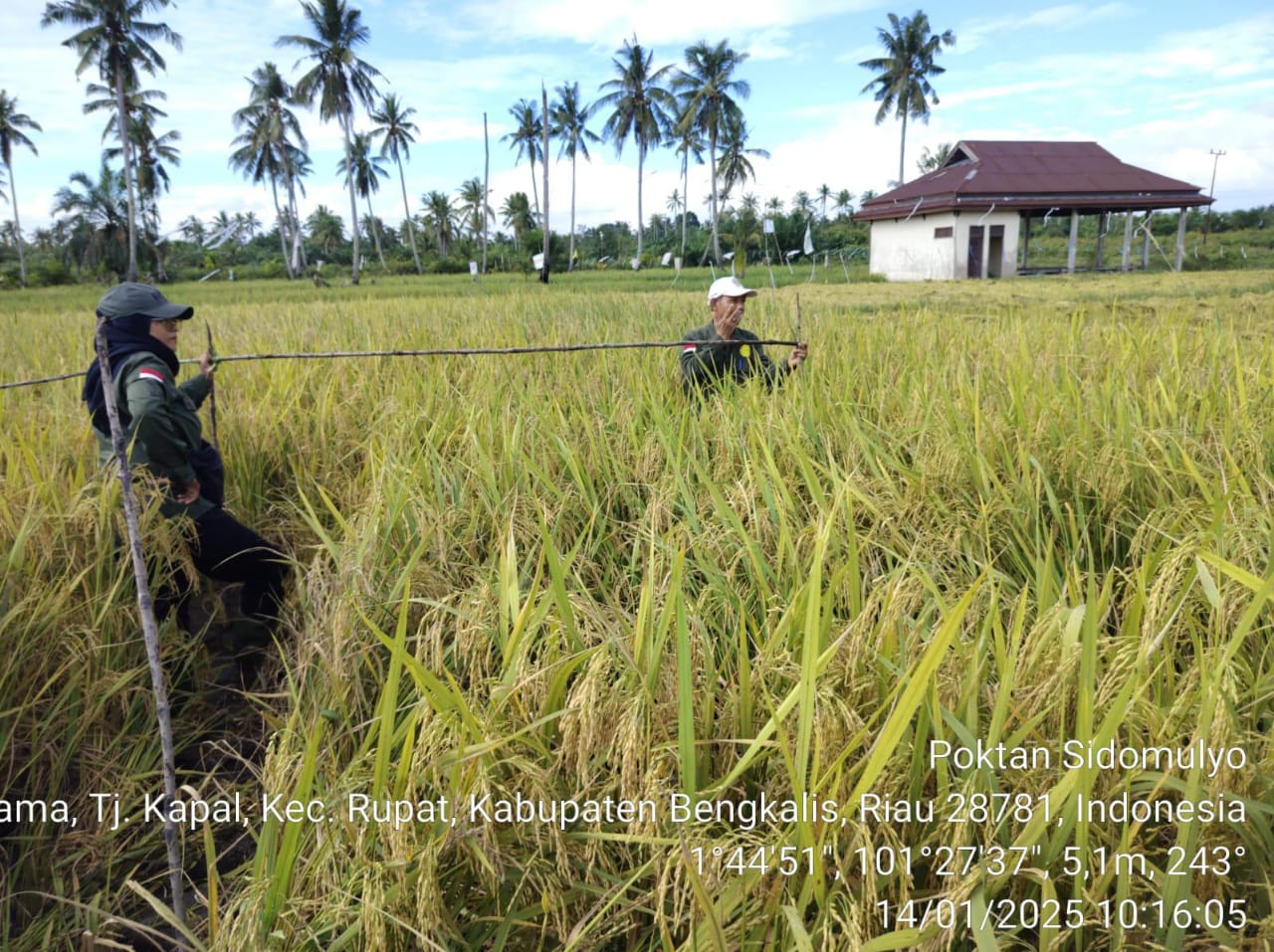 Pengambilan ubinan padi sawah bersama tim Statistik di Kelompok Sidomulyo Kel Tanjung Kapal kec. Rupat