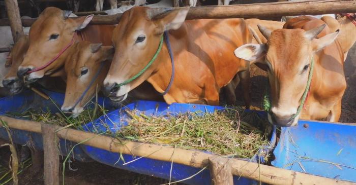 PENGGEMUKAN SAPI POTONG 