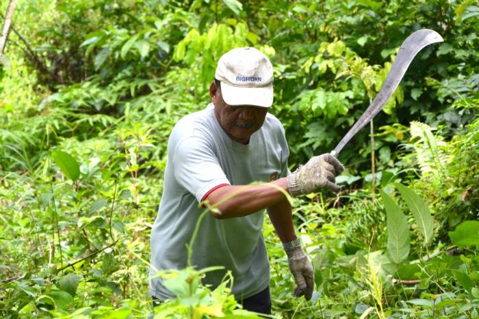 CARA SEDERHANA MEMBUKA LAHAN UNTUK TANAMAN KELAPA SAWIT TANPA MEMBAKAR ( ZERO BURNING)