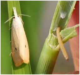 pengendalian hama penggerek batang padi
