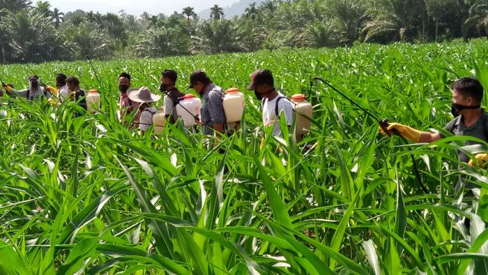 pengendalian hama ulat pada tanaman jagung